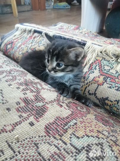 Кошки
