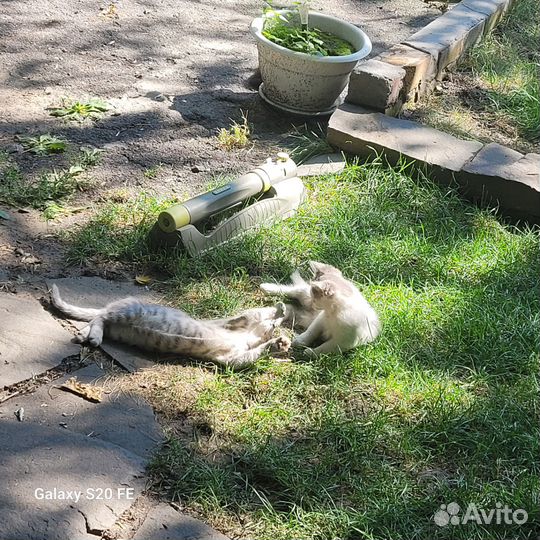 Отдам котят в хорошие руки