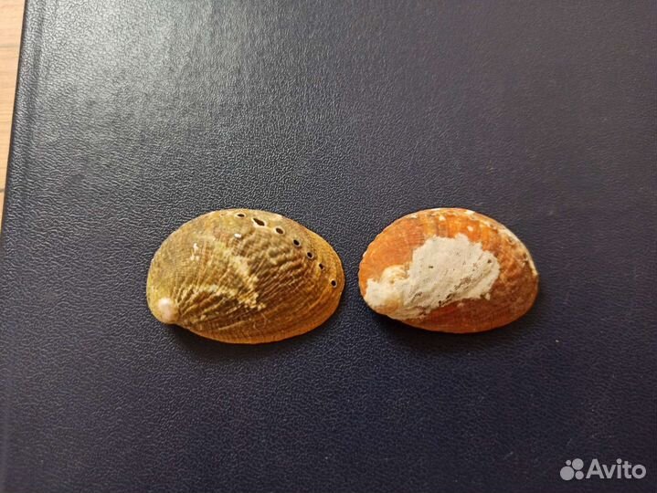 Морские раковины