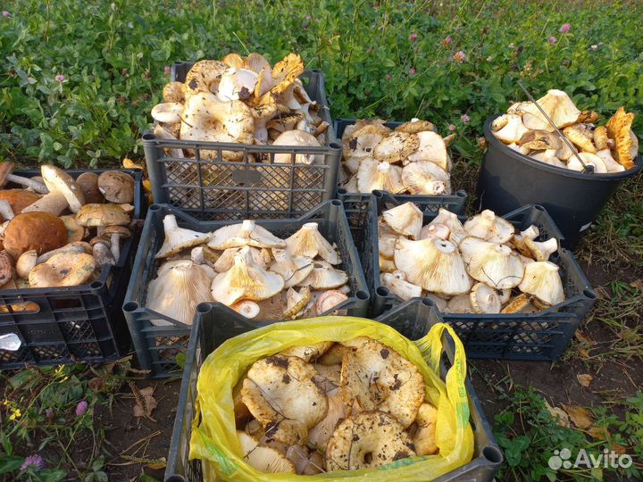 Грузди сырые