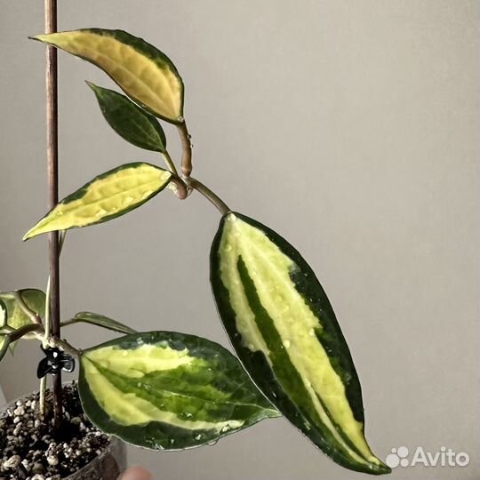 Хойя разные. Август