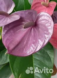 Антуриум cavalli