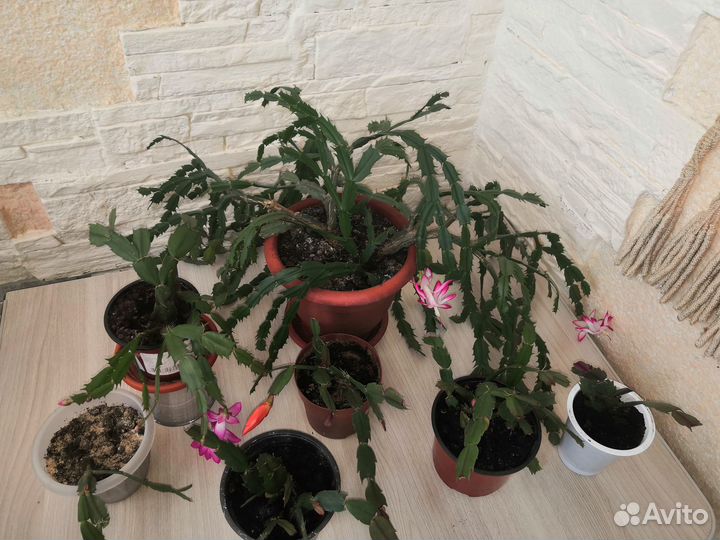 Комнатные цветы цветущие