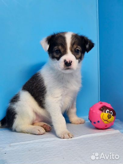 Щенки в дар