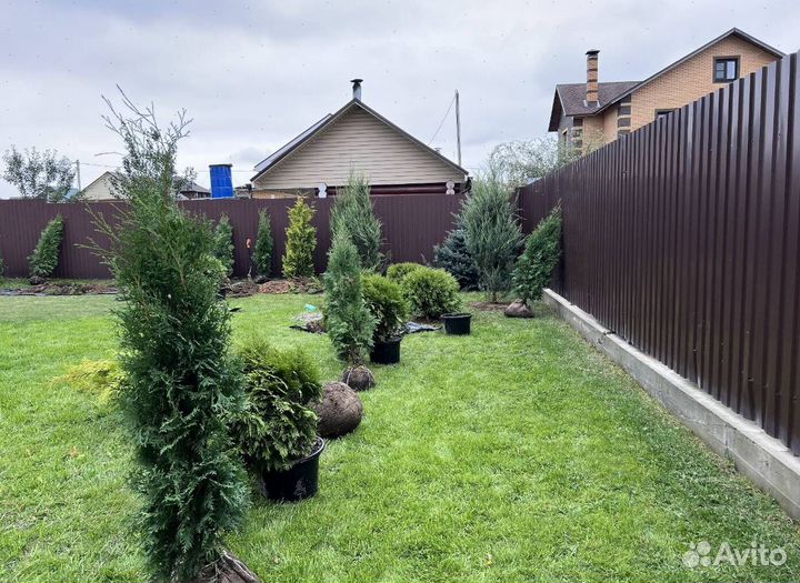 Можжевельник Пфитцериана