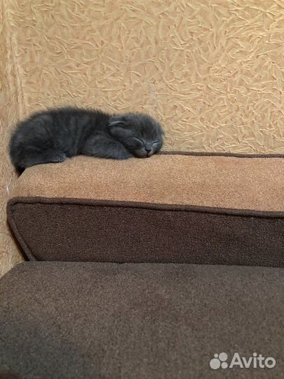 Шотландский вислоухий котик