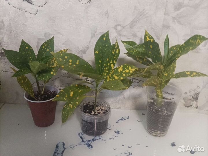 Монстеры, кротон, хойя обовата вариегатная