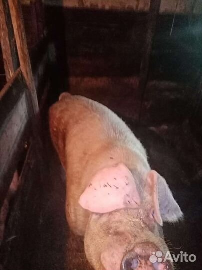 Хряк ландрас