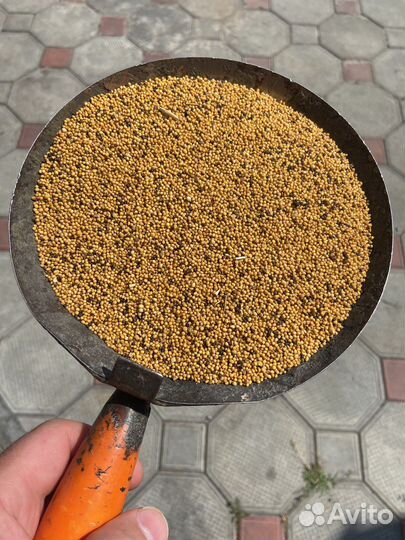 Семена горчицы