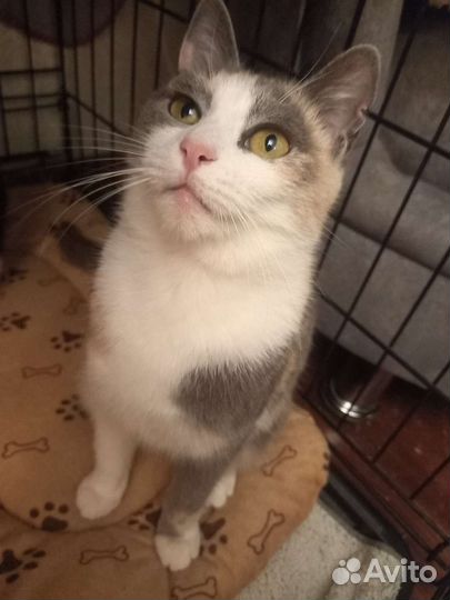 Маленькой бездомной кошечке очень нужен дом