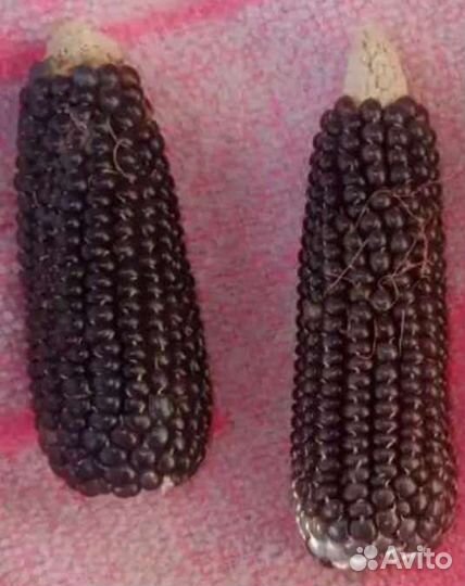 Кукуруза чёрный попкорн