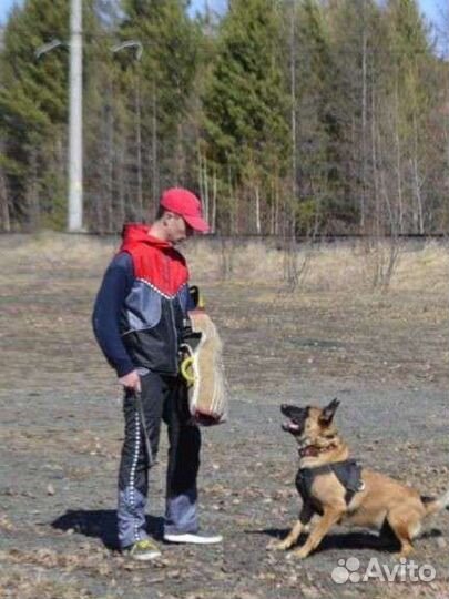 Школа хороших манер для собак