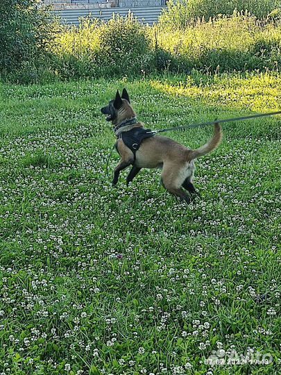 Кобель для вязки