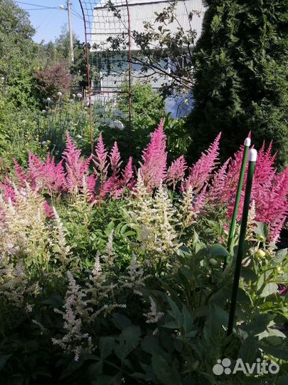 Астильба розовая и белая