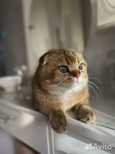 Шикарный кот для вязки