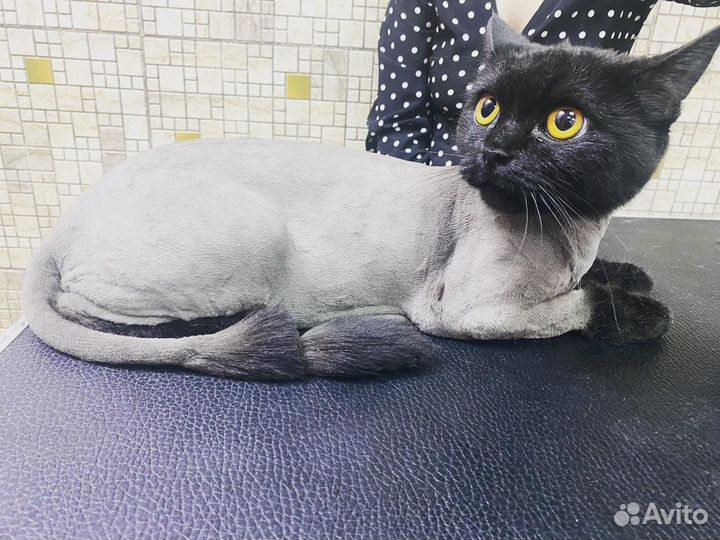 Стрижка кошек с выездом