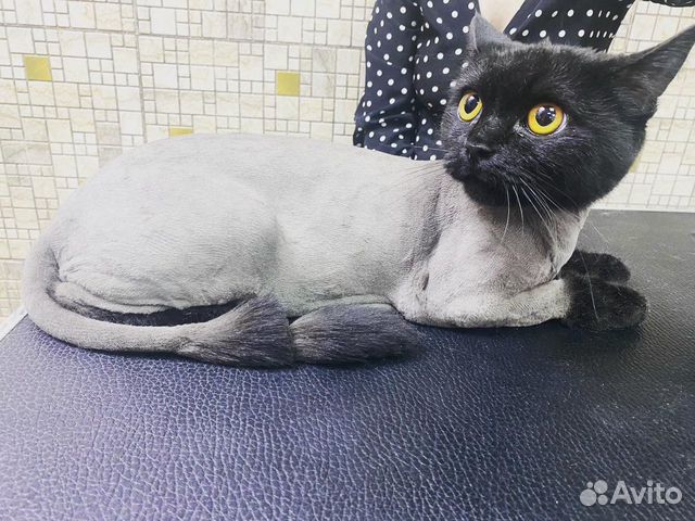 Стрижка кошек с выездом