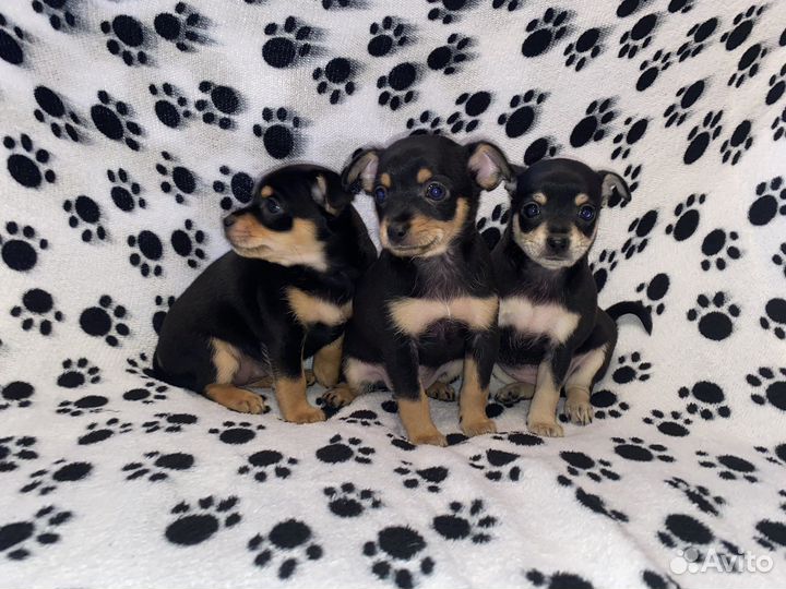 Маленькая собака