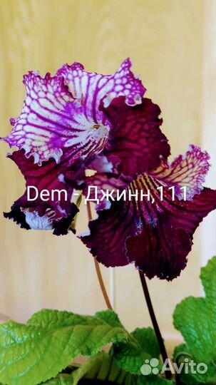 Стрептокарпус