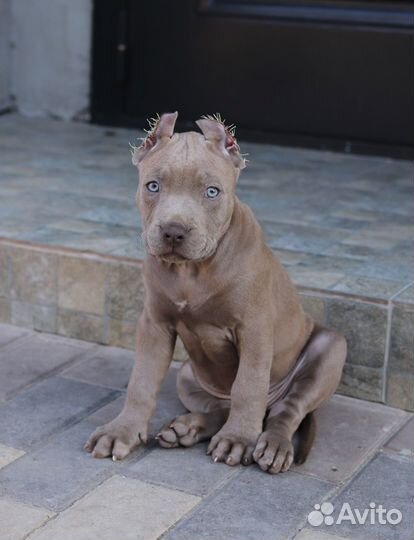 Щенки питбуля