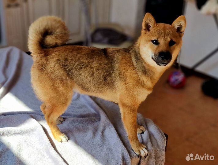 Сиба Ину Щенок