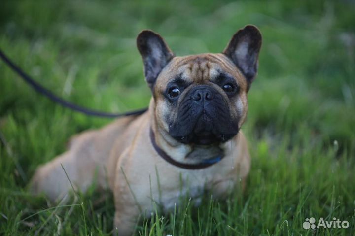 Вязка - французский бульдог кобель