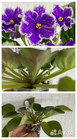 Фиалка (детки)