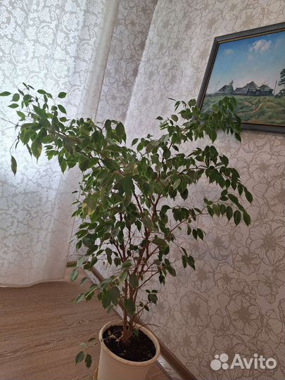 Комнатные цветы. Фикус