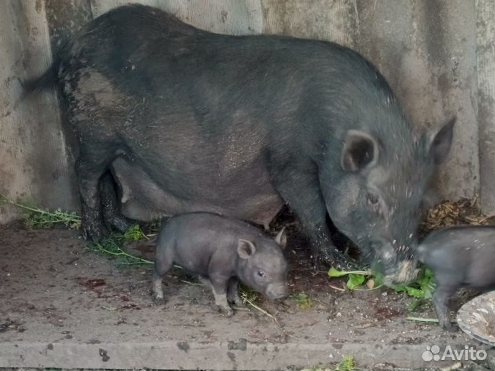 Вьетнамск вислобрюхий поросенок