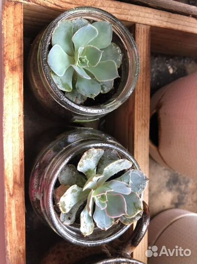 Суккулент эхеверия