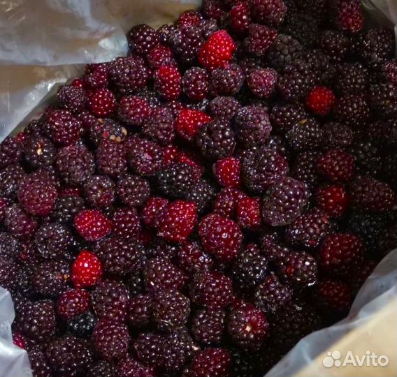 Ежемалина замороженная премиум - класса (целая)