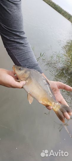 Карп навеска 500-1000