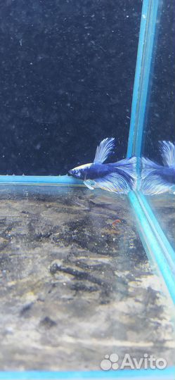 Рыбка Петушок редких окрасов