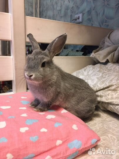 Малыш цветной карлик