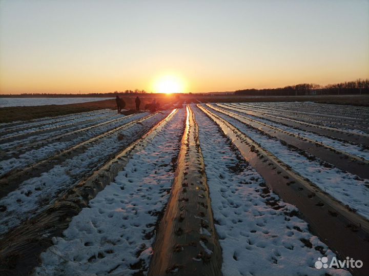 Рассада клубники (Оптом и в розницу) Предзаказ