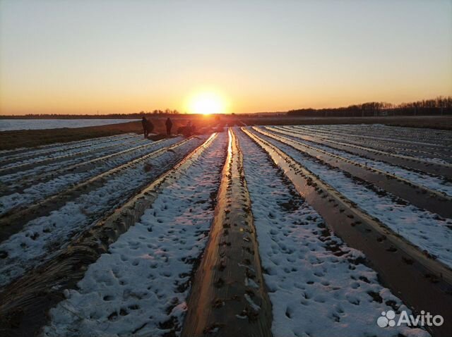 Рассада клубники (Оптом и в розницу) Предзаказ