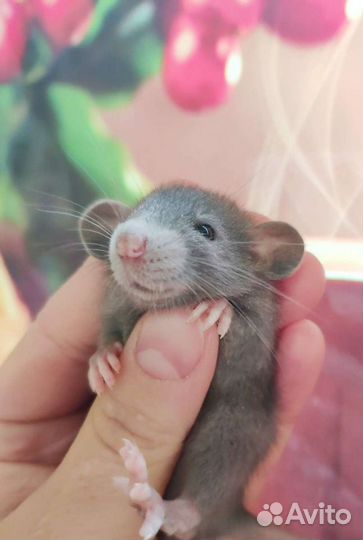 Крысятки дамбо клетки