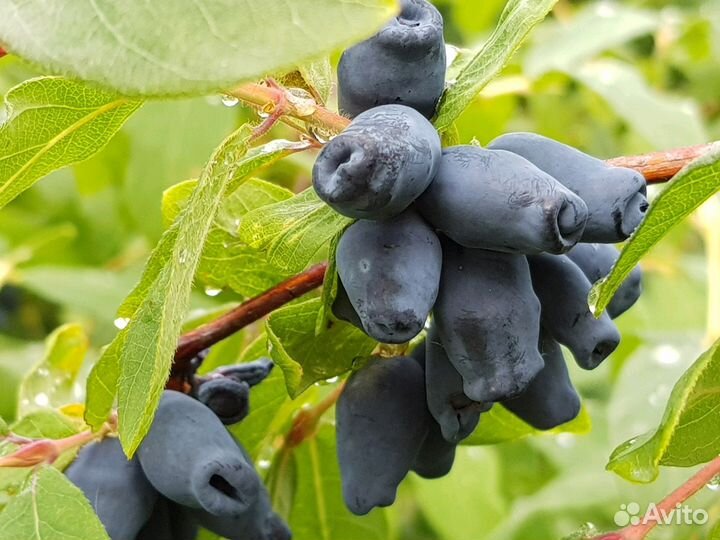 Жимолость: протертая ягода с сахаром без добавок