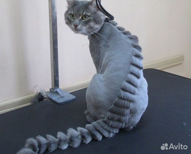 Креативный груминг