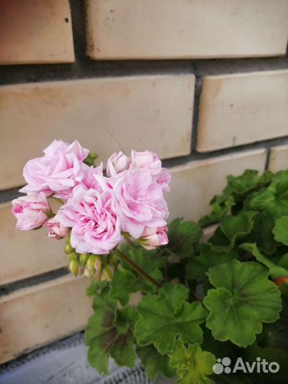 Пеларгонии сортовые, плесистая плющелистная