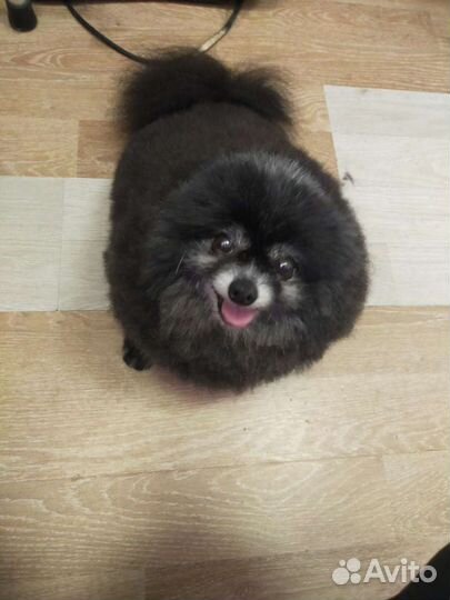 Стрижка собак