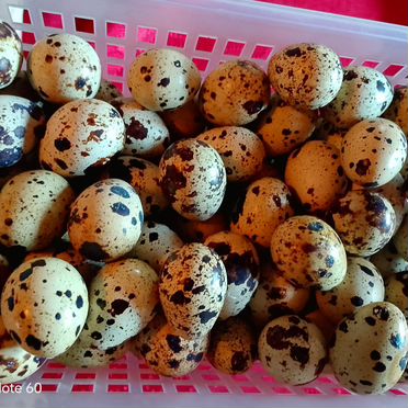 Яйцо перепелиное Феникс инкубационное