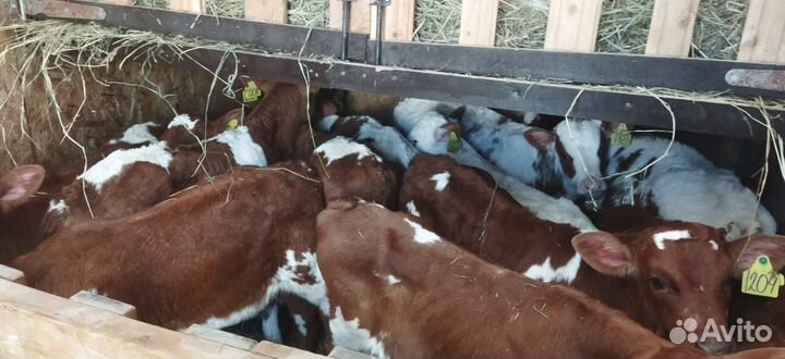 Телята доставка