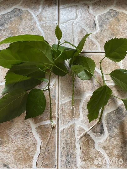 Гибискус махровый, китайская роза (красный )