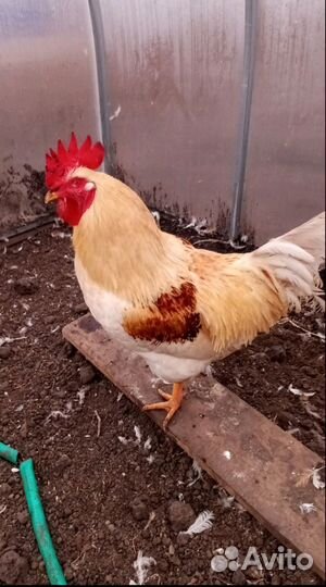 Продам петуха