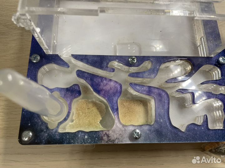 Муравьиная ферма без муравьев