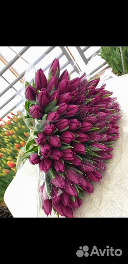 Луковицы тюльпанов для выгонки мелким оптом