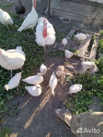 Индюшата подрощеные белая широкогрудая
