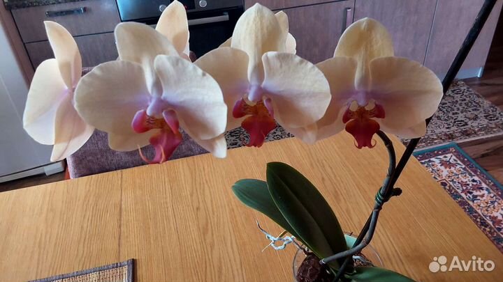 Орхидея фаленопсис
