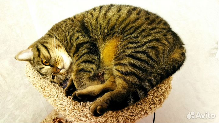 Когтеточка домик для кошки бу